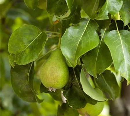 Veredelung von Obstbäumen