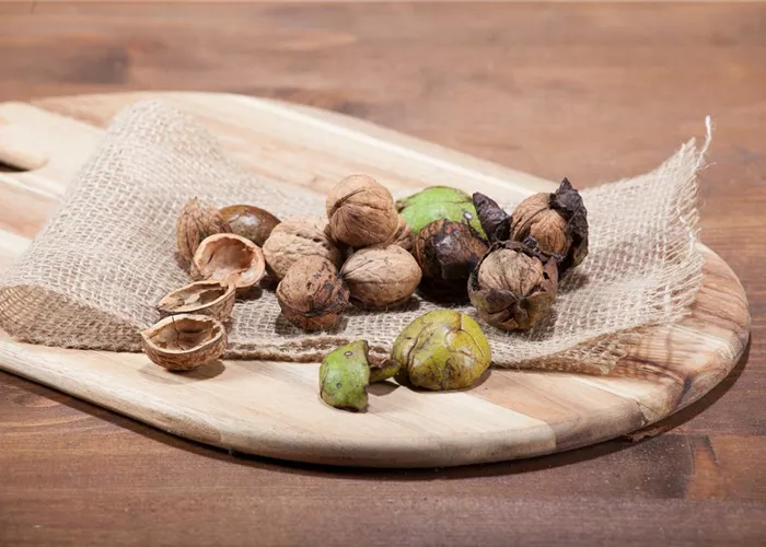 Walnüsse ernten Walnüsse ernten