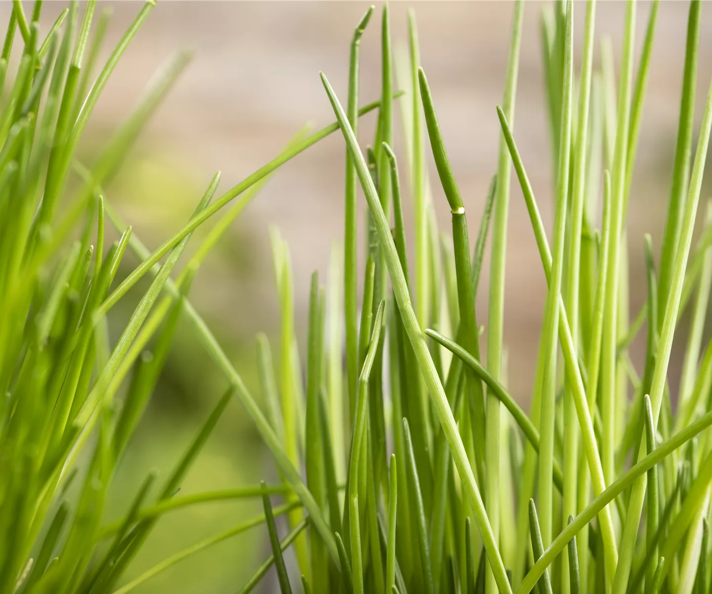 Kräuter schmücken jeden Garten