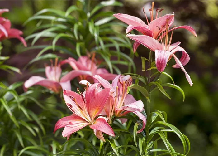 Lilien kontrollieren