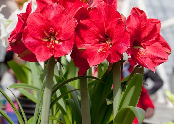 Pflanzzeit für Amaryllis