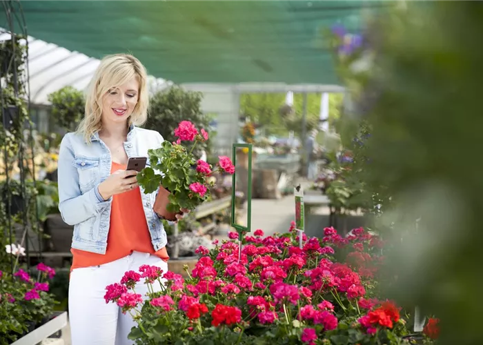 Gute Möblierung im Gewächshaus schafft Platz  Gute Möblierung im Gewächshaus schafft Platz