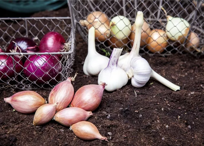 Zwiebelernte Zwiebelernte