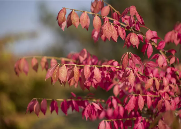 Was tun mit dem Herbstlaub? Was tun mit dem Herbstlaub?