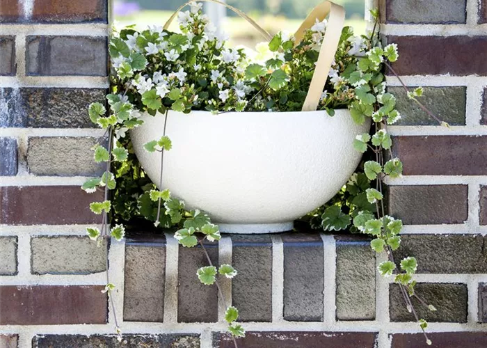 Kübelpflanzen einräumen Kübelpflanzen einräumen