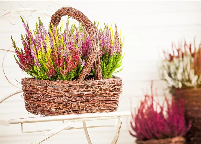 Den Herbst mit Heide und Chrysanthemen auf den Balkon holen Den Herbst mit Heide und Chrysanthemen auf den Balkon holen