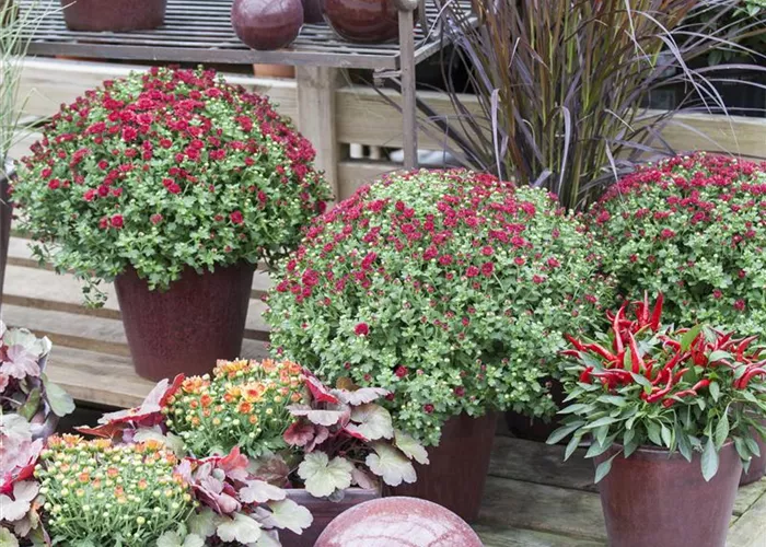 Herbstchrysanthemen Herbstchrysanthemen