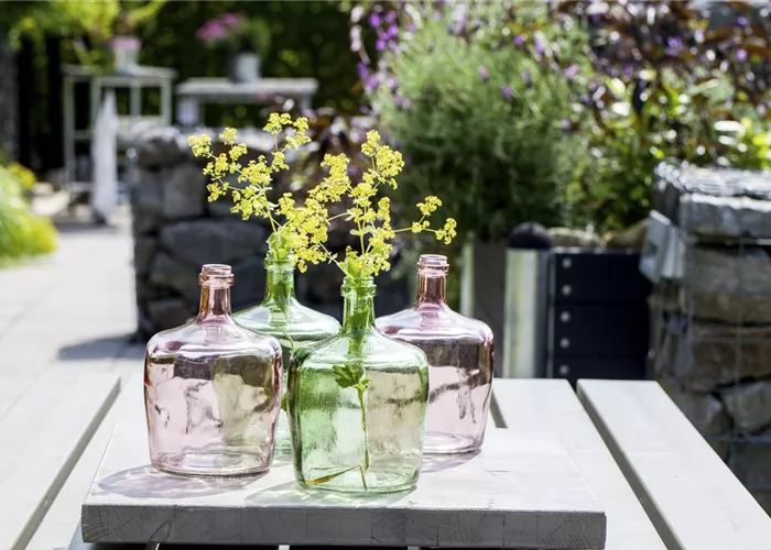 Der Flaschengarten - ein Regenwald für Zuhause Der Flaschengarten - ein Regenwald für Zuhause