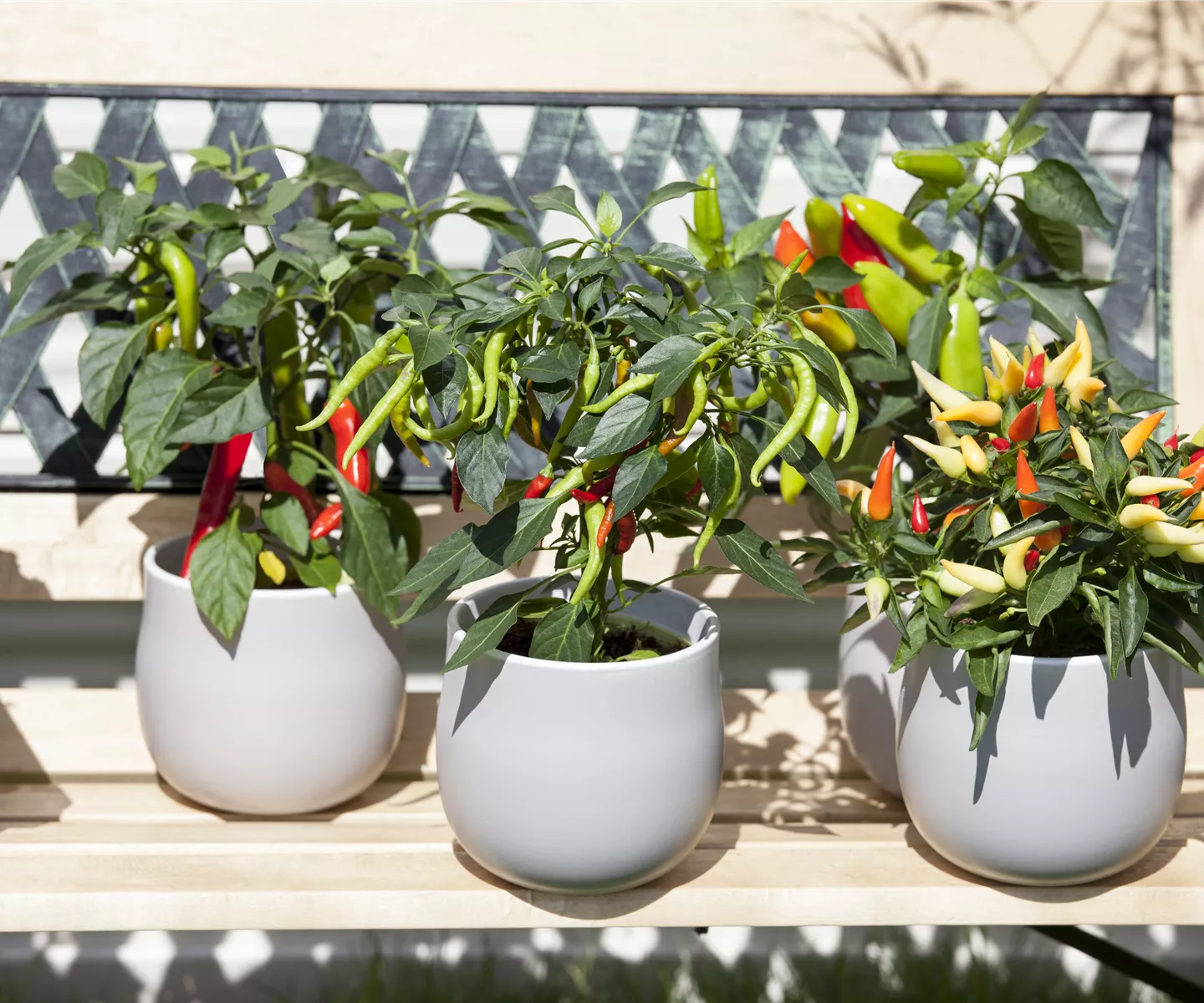 Ein ganzer Garten auf dem Balkon: Gärtnern auf kleinstem Raum